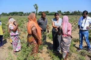 etnobotanika-galerija