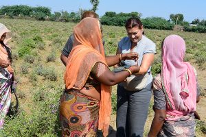 etnobotanika-galerija7