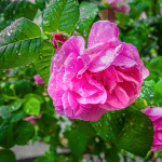 PRIRODNI HIDROLAT RUŽA - Slika 2